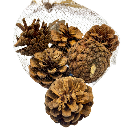 Mixed Pine Cones Pack