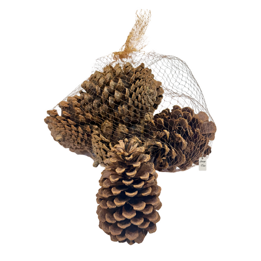 Natural Pine Cones Pack