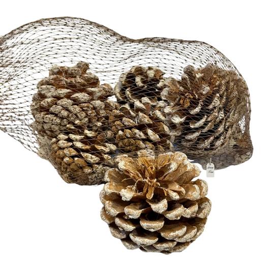Frosted Pine Cones Pack