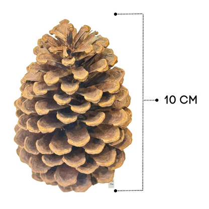 Natural Pine Cones Pack