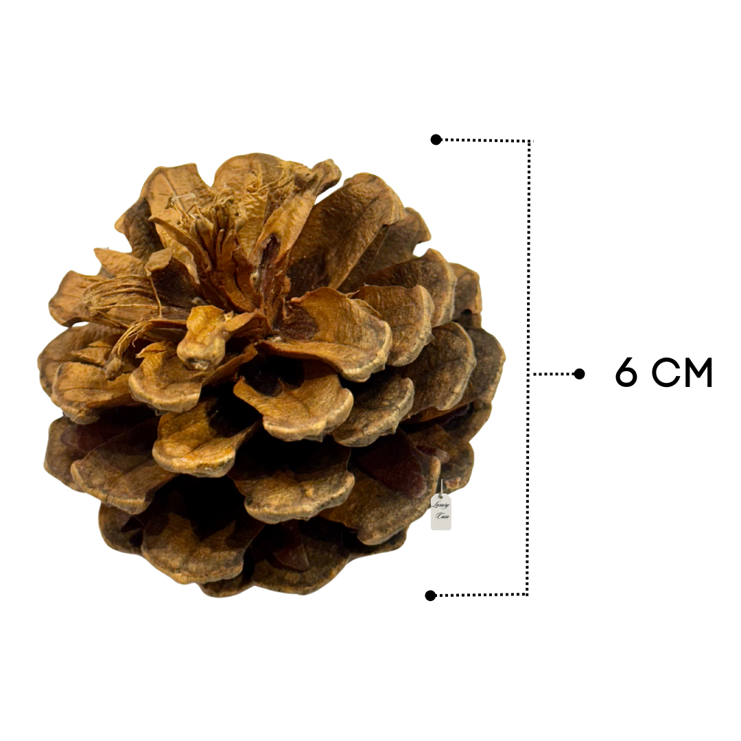 Mixed Pine Cones Pack