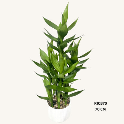 Artificial dracaena