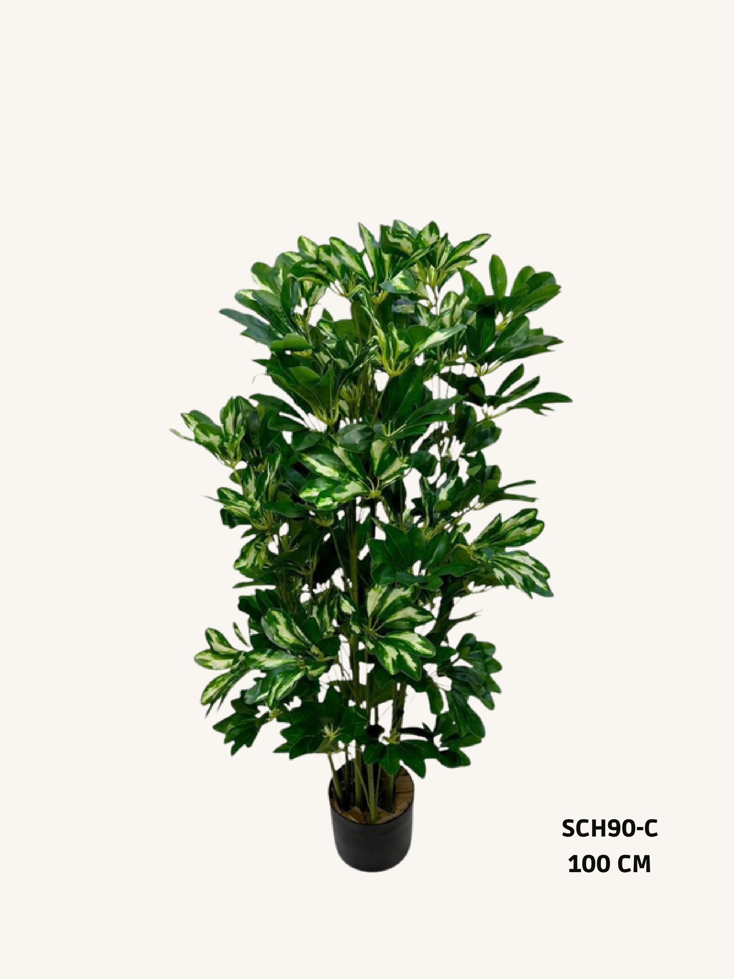 Schefflera