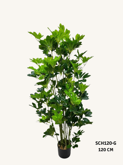 Schefflera