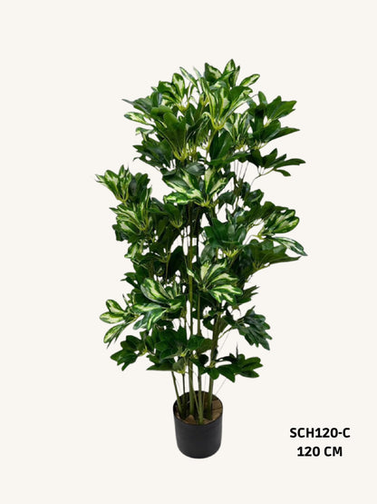 Schefflera