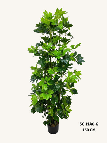 Schefflera