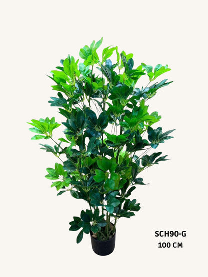 Schefflera